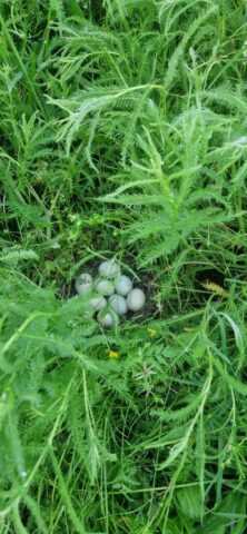 20240511 064650 20240511 064650