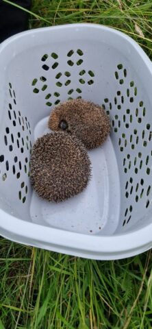 20240623 051811 20240623 051811