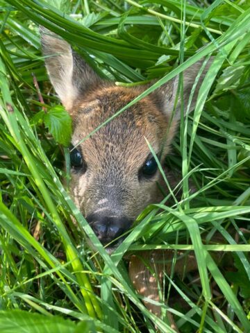 img 20250526 wa0065 kopie img 20250526 wa0065 kopie