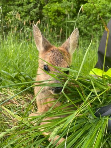 img 20250526 wa0071 img 20250526 wa0071