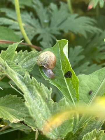 img 20250615 wa0005 img 20250615 wa0005