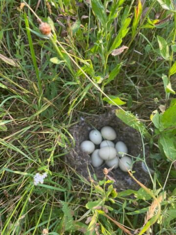 img 20250617 wa0009 img 20250617 wa0009