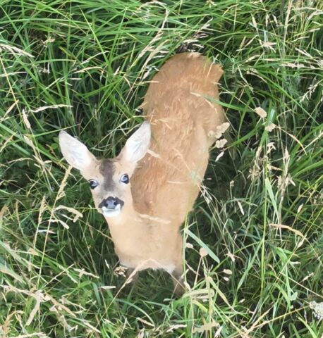 img 20250620 wa0022 img 20250620 wa0022